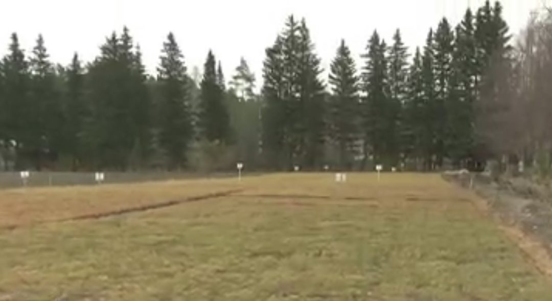Из Мегетского питомника высадят 800 тысяч сеянцев