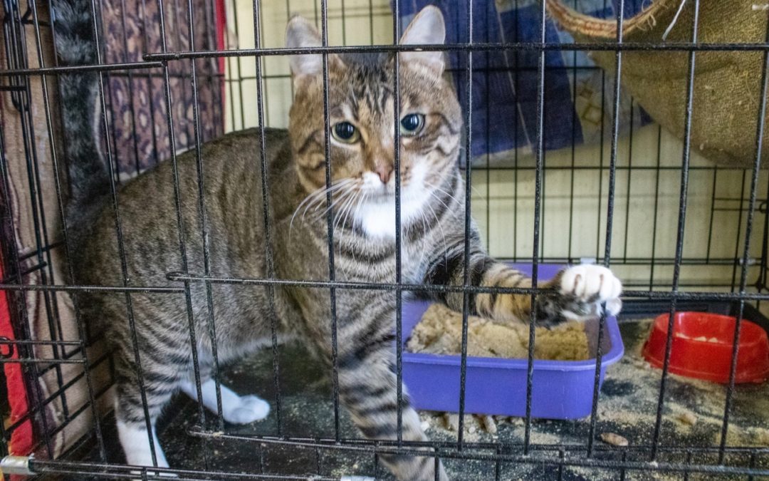 В Приангарье пройдет конкурс грантов на создание приютов для животных