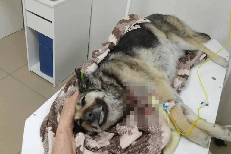 В Усолье обнаружили 4 собак с огнестрельным ранением