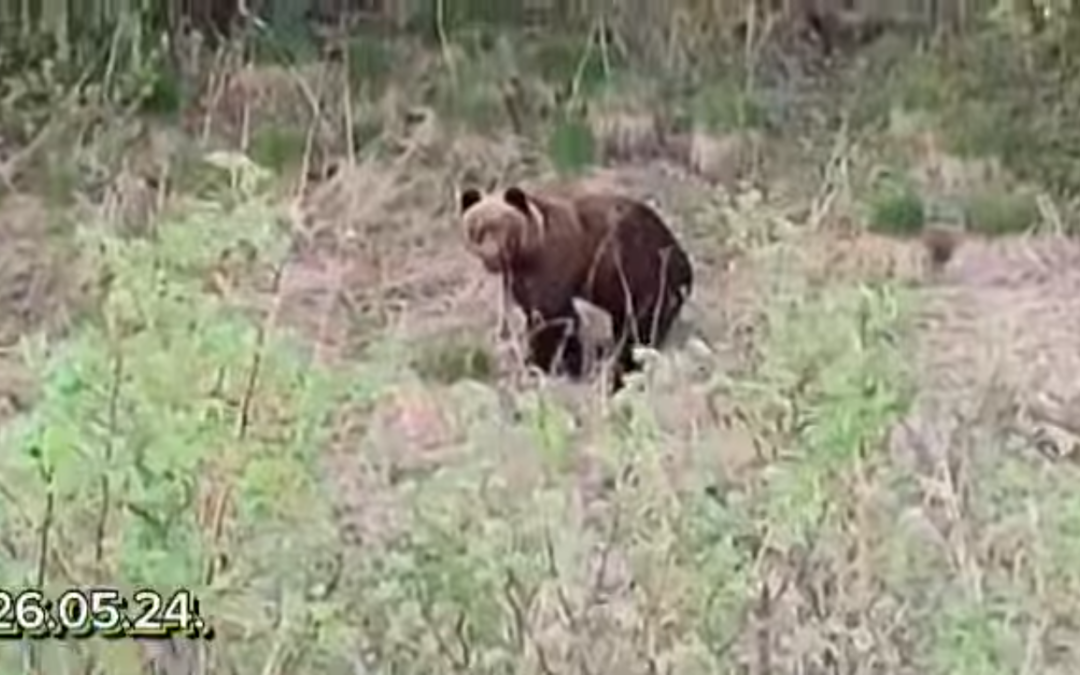 Жительница Красноярского края едва не стала добычей медведя