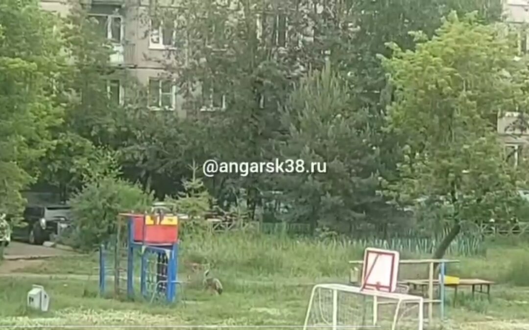 В квартале 92/93 поселилась агрессивная стая собак