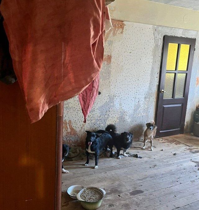 В квартире ангарчанина обнаружили 12 собак в антисанитарных условиях