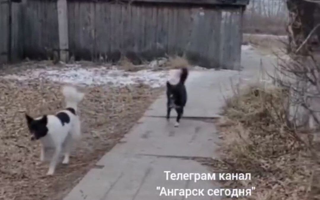 Жители микрорайона Китой жалуются на стаи бродячих собак
