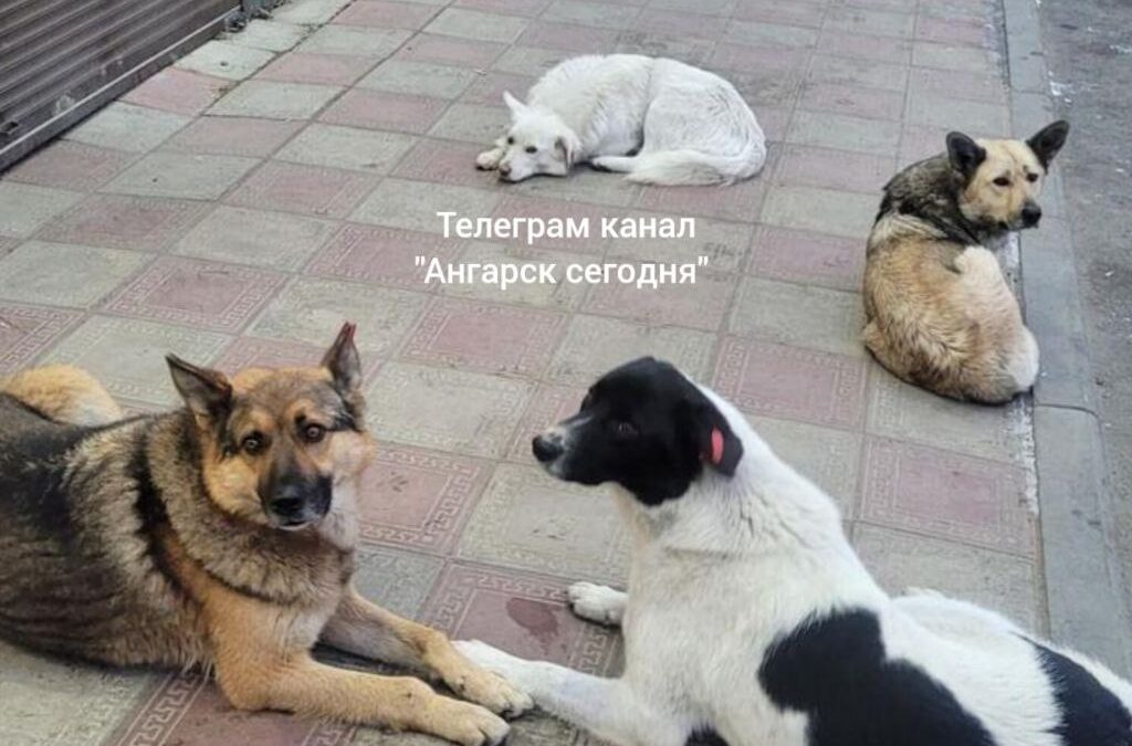 В микрорайоне Китой стало больше бродячих собак
