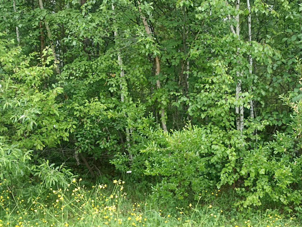 В Приангарье вновь введен запрет на посещение лесов
