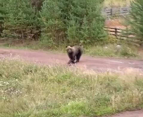 На севере Приангарья снова фиксируют случаи выхода диких животных к людям
