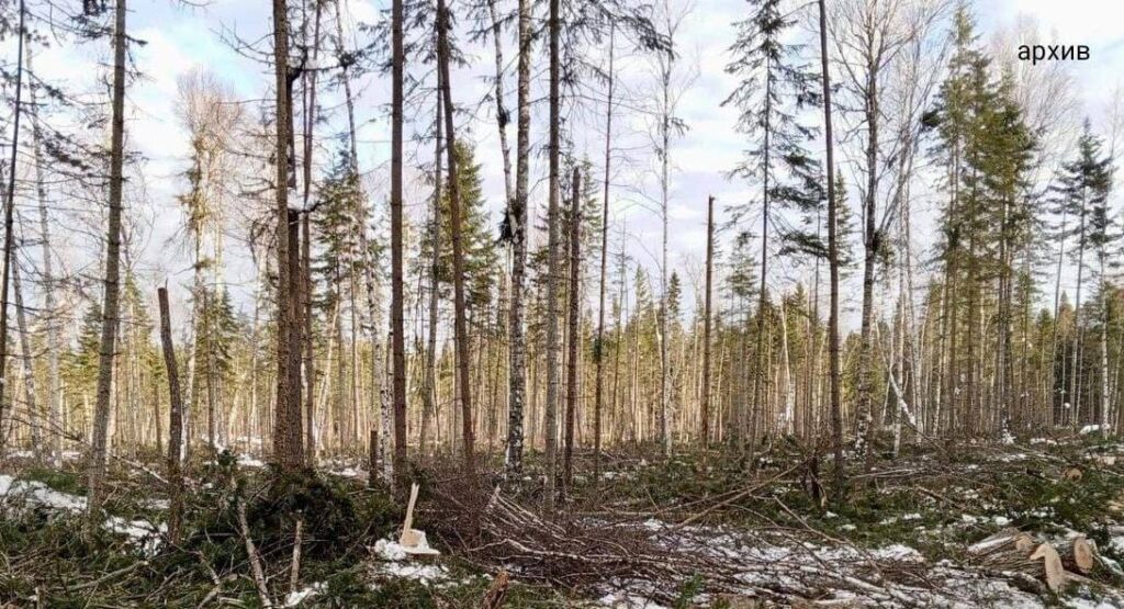 Прокуратура Ангарска приняла меры для взыскания ущерба, причиненного объектам животного мира