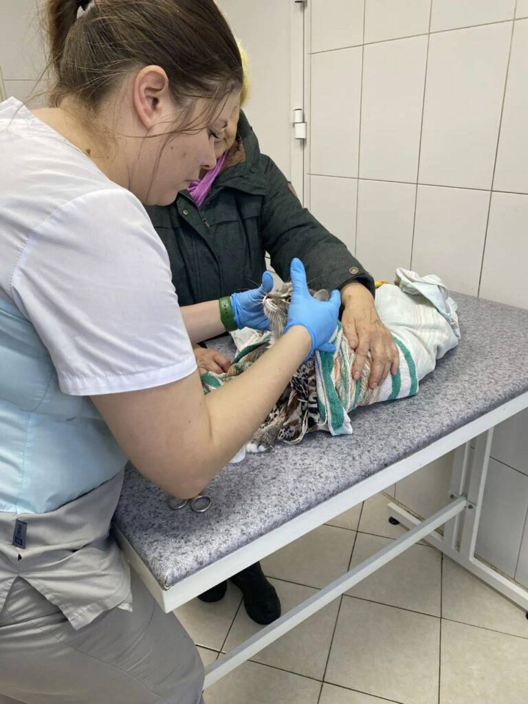 В Усолье-Сибирском хозяйка случайно простирала кота в машинке
