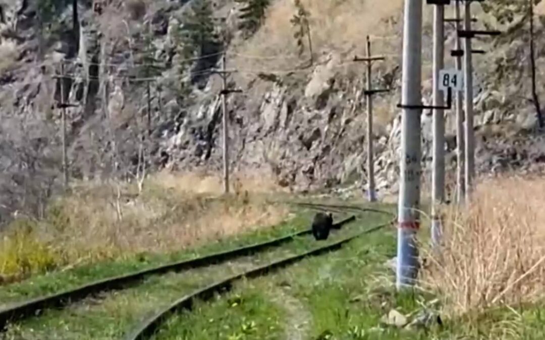 Медведи вновь показываются туристам на Байкале