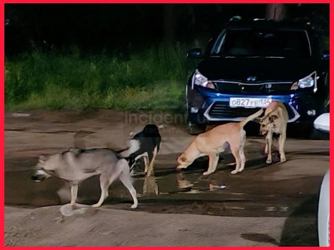 В Усть-Илимске стая собак напала на ребенка