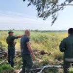 В Ангарском городском округе продолжается борьба с дикорастущей коноплей