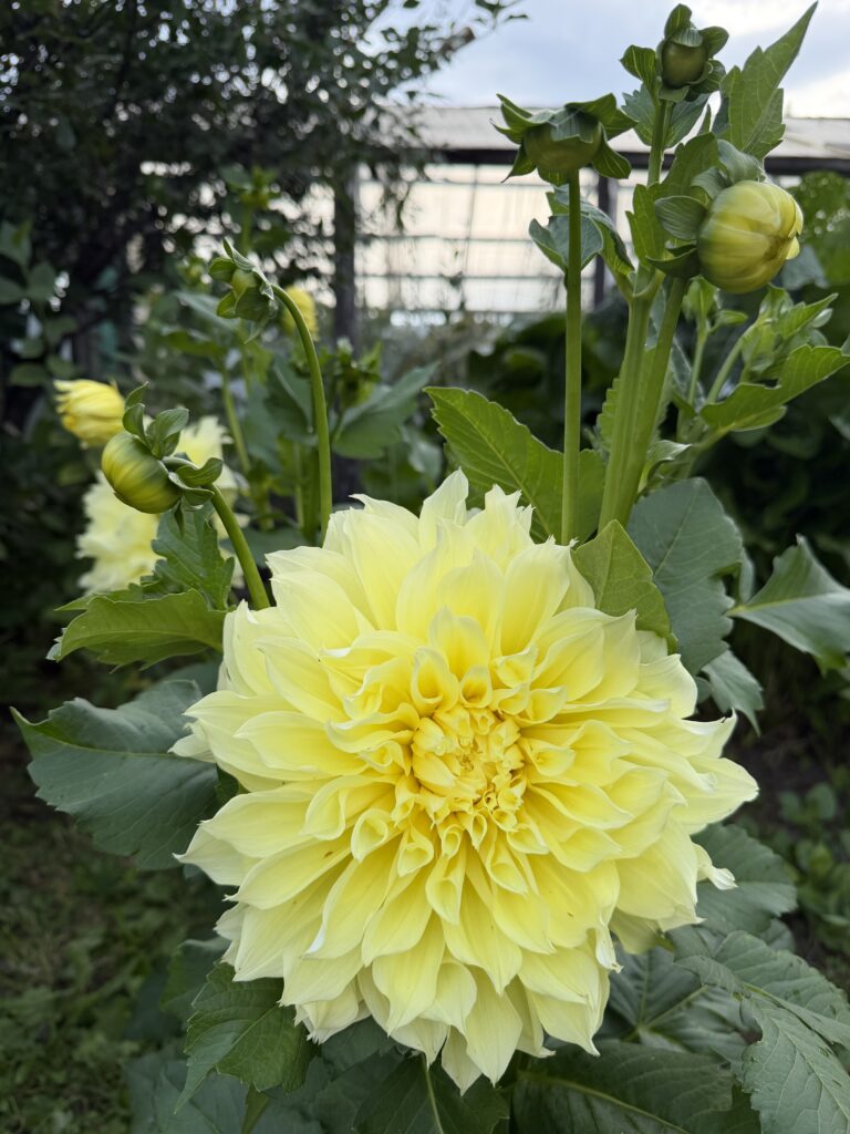 Post Image