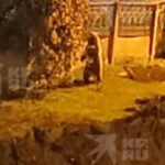 Медведь замечен у детского сада в Савватеевке