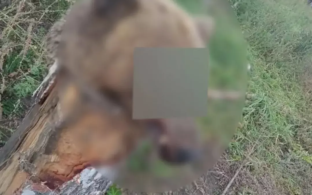 В Ангарске в дворе 95 квартала обнаружена голова медведя