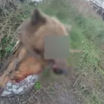 В Ангарске в дворе 95 квартала обнаружена голова медведя