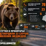 В Иркутской области поступает все больше сообщений о выходах медведей