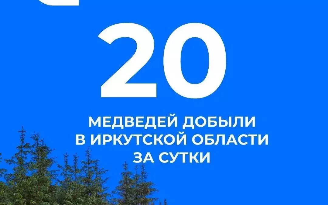 20 медведей добыли за сутки в Иркутской области